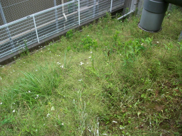 川西市の植栽管理｜緑地帯の草刈