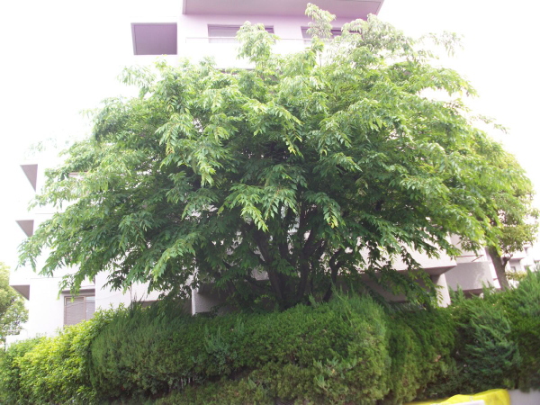 箕面市の植栽管理｜通常剪定