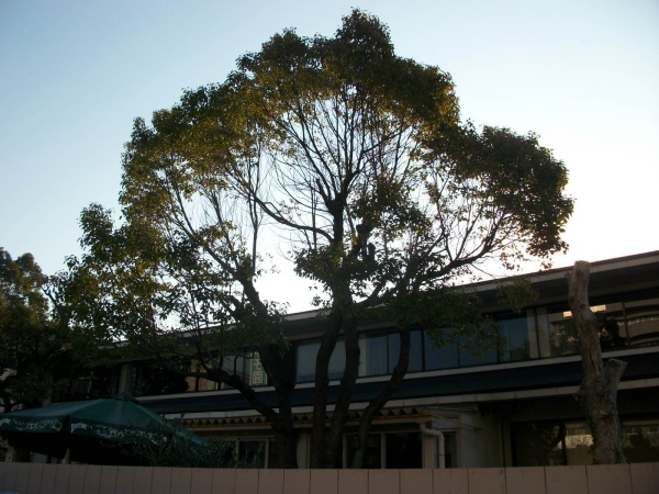 西宮市の植栽管理｜透かし剪定