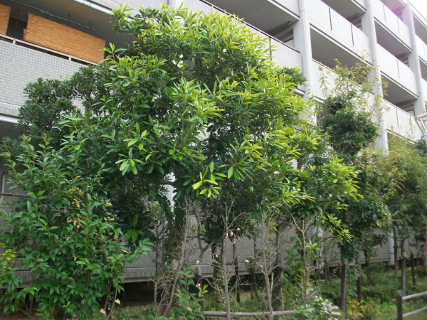 芦屋市の植栽管理｜通常剪定