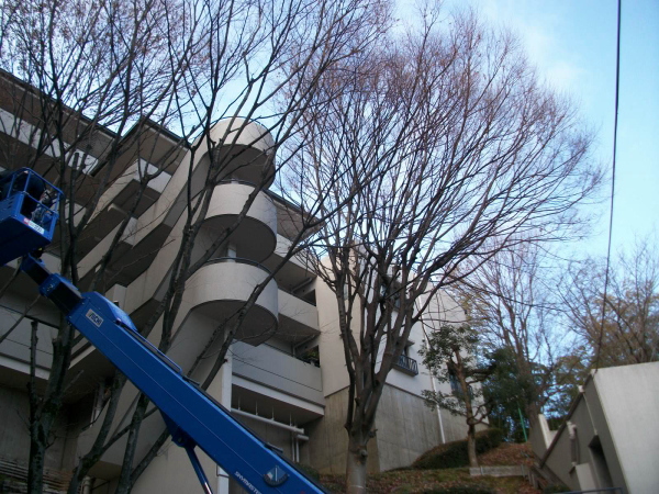 吹田市の植栽管理｜強剪定