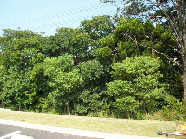 西宮市の植栽管理｜強剪定