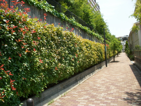 西宮市の植栽管理｜生垣剪定