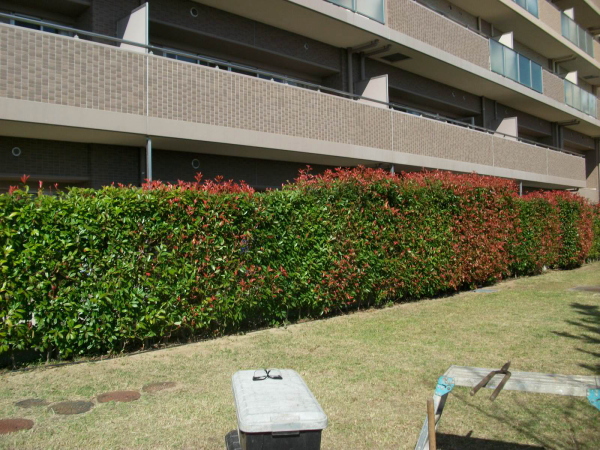 芦屋市の植栽管理｜生垣剪定