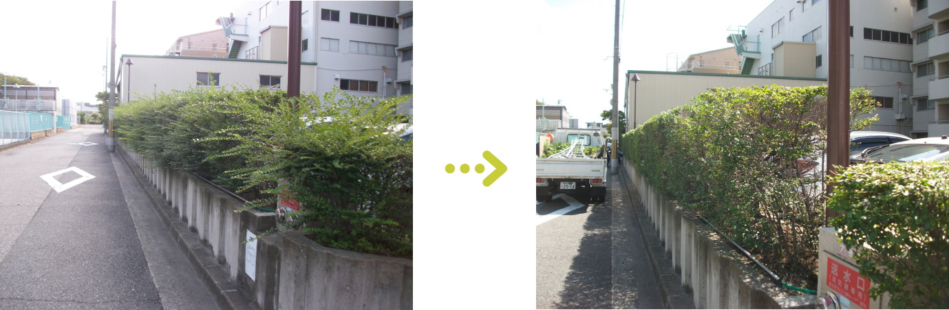 尼崎市の植栽管理｜プリベット生垣剪定施工例