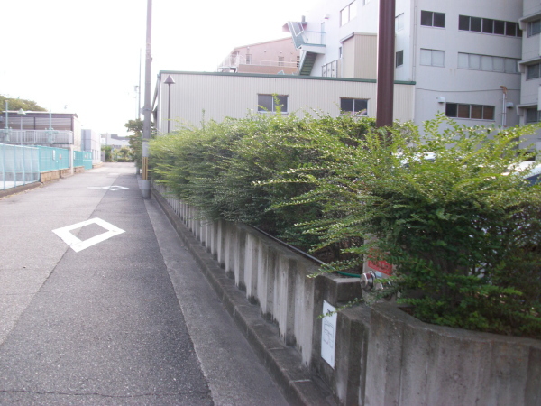 尼崎市の植栽管理｜低木剪定