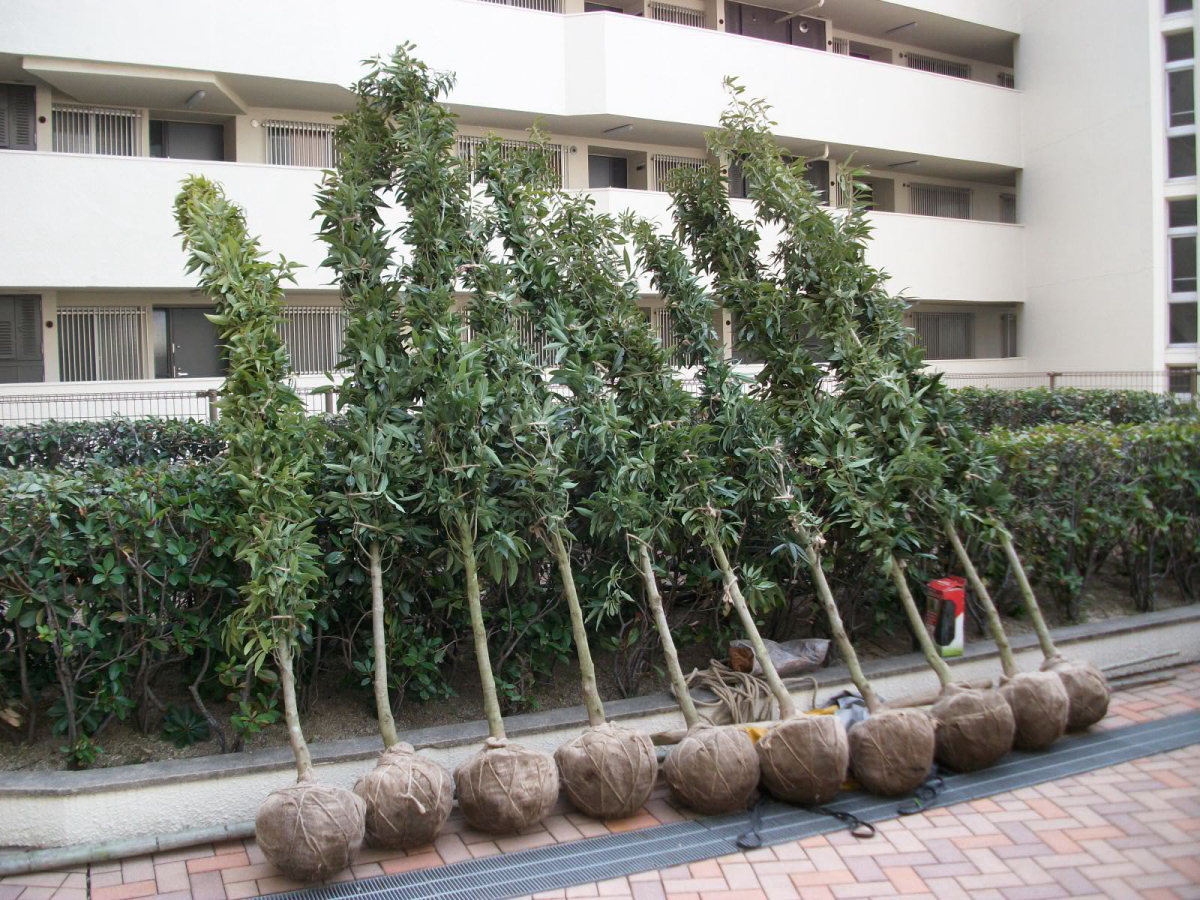 植栽・芝生張工事